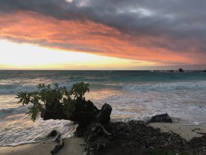 A coastal scene at sunset featuring a vibrant sky with orange and pink hues blending into dark clouds. The ocean waves crash gently onto the sandy shore, where a weathered tree stump adorned with green leaves sits near the water's edge.